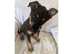 Phoebe Mixed Breed (Medium) Puppy Female