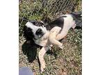 CRAB* Labrador Retriever Young Male