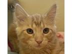 Harry Domestic Mediumhair Kitten Male