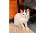Meowchu Picchu Manx Female