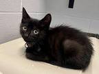 Gordon Domestic Shorthair Kitten Male