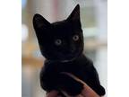 Calvin Domestic Shorthair Kitten Male