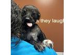 Luke Terrier (Unknown Type, Medium) Puppy Female