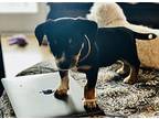Linden Dachshund Puppy Female