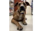 Adopt MELVIN a Rhodesian Ridgeback, Mixed Breed