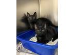 Adopt LEVI a Domestic Short Hair