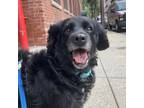 Adopt Papa a Cocker Spaniel, Mixed Breed
