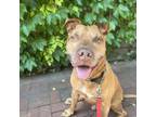 Adopt Champion a Pit Bull Terrier