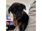 Penelope Mixed Breed (Medium) Puppy Female
