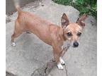 Gigi Chihuahua Adult Female