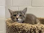 Francine Domestic Shorthair Kitten Female