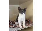 Adopt Queso a Domestic Short Hair