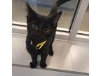 Midnight Domestic Shorthair Kitten Male