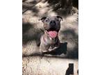 Adopt Jeffrey a Pit Bull Terrier, Mixed Breed