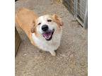 Daisey Corgi Adult Female