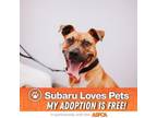 Adopt 72241A Levi - Adoption Ambassador a American Staffordshire Terrier