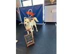Adopt Tobi a German Shepherd Dog