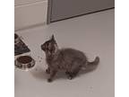 Jubilee Domestic Longhair Kitten Female