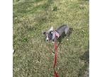 Panzanella Mixed Breed (Medium) Young Female