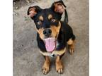Adopt Gretzky a Doberman Pinscher, German Shepherd Dog