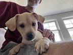 Jake O'Kane Mixed Breed (Medium) Puppy Male
