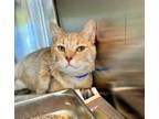 Adopt GORDO a Domestic Short Hair