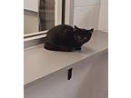 Storm Domestic Shorthair Kitten Female
