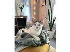 Rosemary Domestic Shorthair Kitten Female