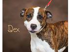 Dex Young Male