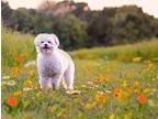 Merida Poodle (Miniature) Senior Female