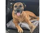 Walton Boxer Adult Male