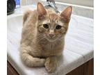Braden Domestic Shorthair Kitten Male