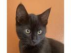 Winston Domestic Shorthair Kitten Male