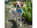 Alfie English (Redtick) Coonhound Young Male