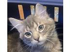 Theodore Domestic Shorthair Kitten Male