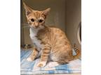 Vinny Domestic Shorthair Kitten Male