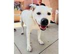 Smalz American Bulldog Adult Male