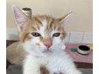 Hector Domestic Shorthair Kitten Male