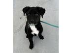 Eeyore Labrador Retriever Puppy Female