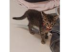 Daredevil Domestic Shorthair Kitten Female