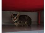 Xavier Domestic Shorthair Kitten Male