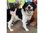 Leo Border Collie Adult Male