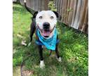 Adopt Sherlock Bones a Pit Bull Terrier