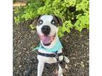 Adopt Kenny a Pit Bull Terrier, Catahoula Leopard Dog