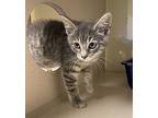 Cleo Domestic Shorthair Kitten Female
