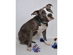 Katie American Pit Bull Terrier Adult Female