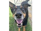 Adopt Conrad a German Shepherd Dog, Doberman Pinscher