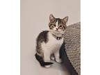 Sassy Pants Domestic Shorthair Kitten Female