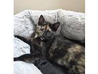 Jacy Domestic Shorthair Kitten Female