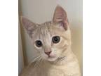 Elijah Domestic Shorthair Kitten Male